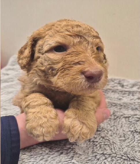 Labradoodle - Multigen100% nicht haarend.