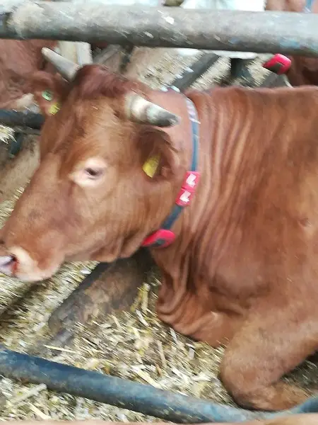 Limpurger Kuh Mutterkuh Ammenkuh weidegewohnt reinrassig