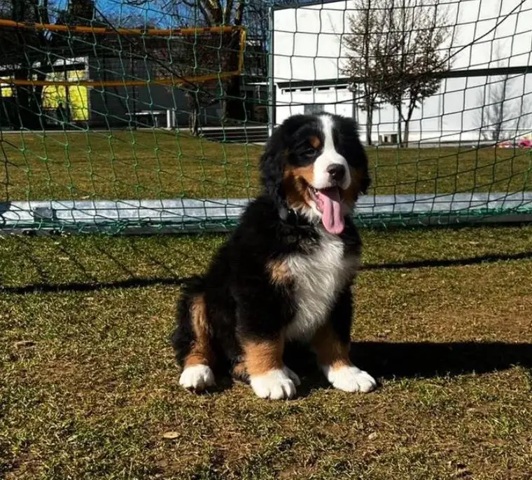 Wunderschöner Sennenhund (16 Wochen) sucht liebes Zuhause