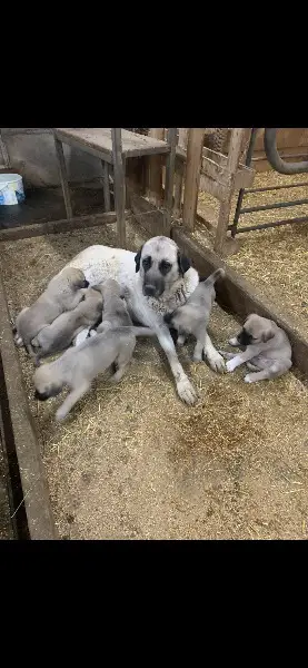 Kangal