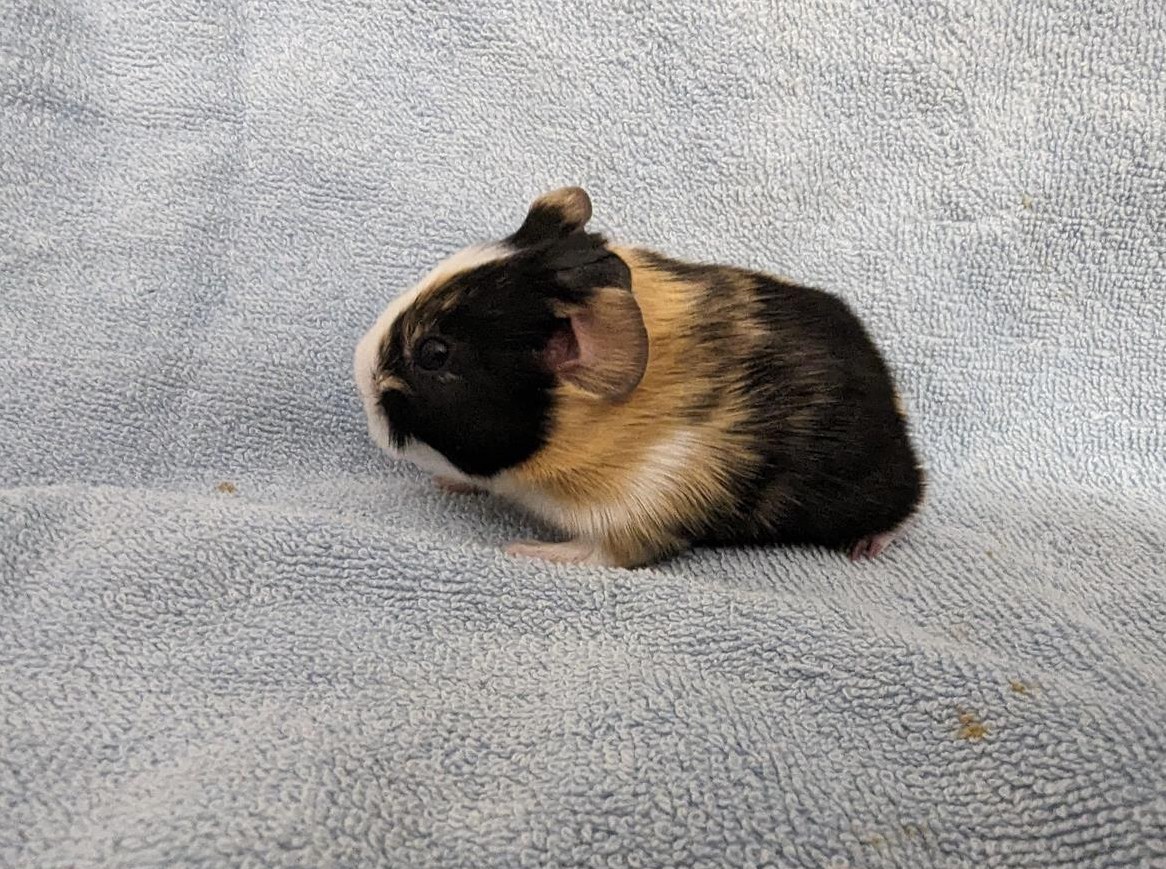 Süsser Glatthaar Meerschweinchen Frühkastrat