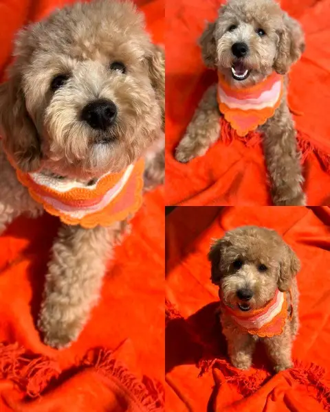 Cavapoo Cavalier × Pudel Mischling abzugeben