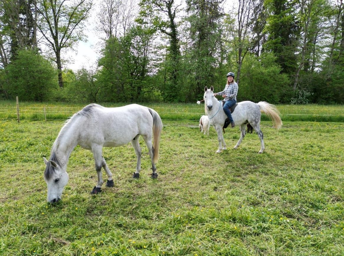 Reitunterricht / Bodenarbeitsunterricht Natural Horsemanship