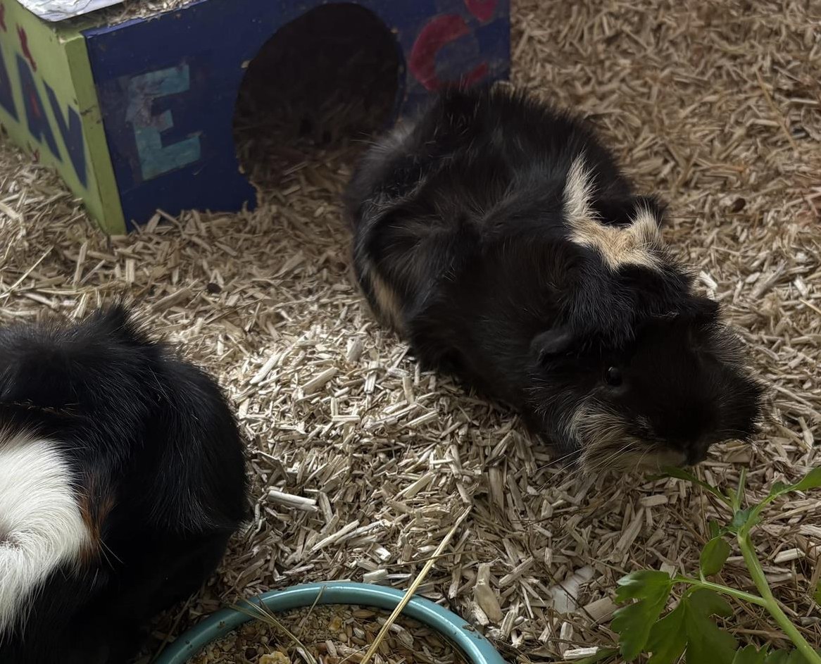 GRATIS: 3 liebevolle Meerschweinchen abzugeben