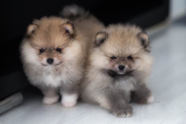 Jetzt XXS Mini Pomeranian kaufen: Pomeranian Zwergspitz Welpen
