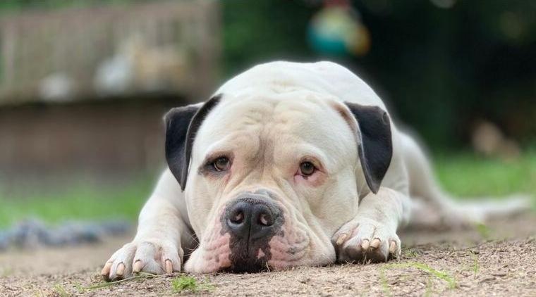 Vorsicht vor American Bulldoggen