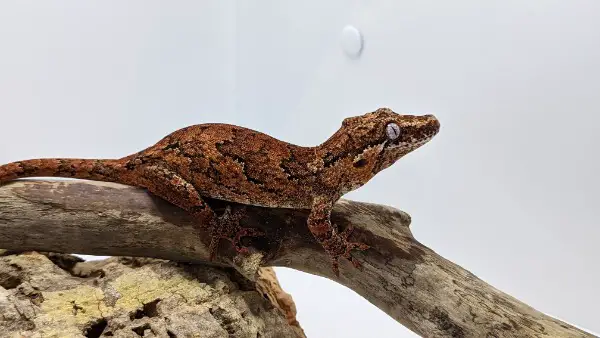 Höckerkopfgecko (Rhacodactylus auriculatus) Weibchen