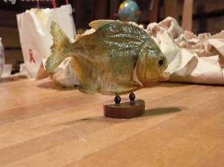 Piranha 15x8cm