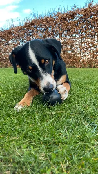 Appenzeller Sennenhund sucht ein zu Hause