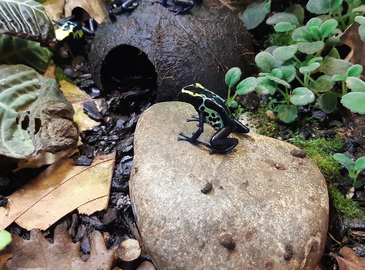 Dendrobates Tinctorius robertus Pärchen 1.1.0 abzugeben