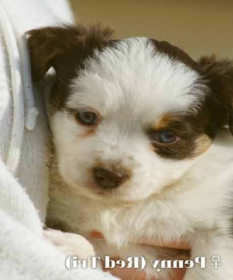 Mini Aussies suchen ihre Herzensmenschen