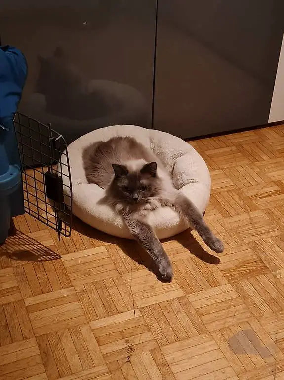 Nikki Neva Masquerade & Tula MaineCoone suchen Zuhause