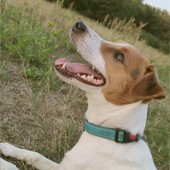 Ich gebe mein jack Russell Terrier rüden ab
