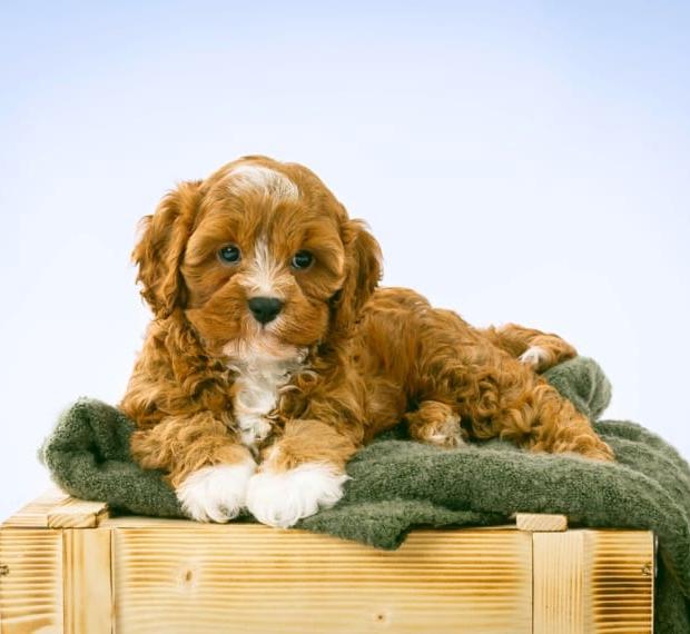 Cavapoo Babys freuen sich auf ihre neuen Welpeneltern