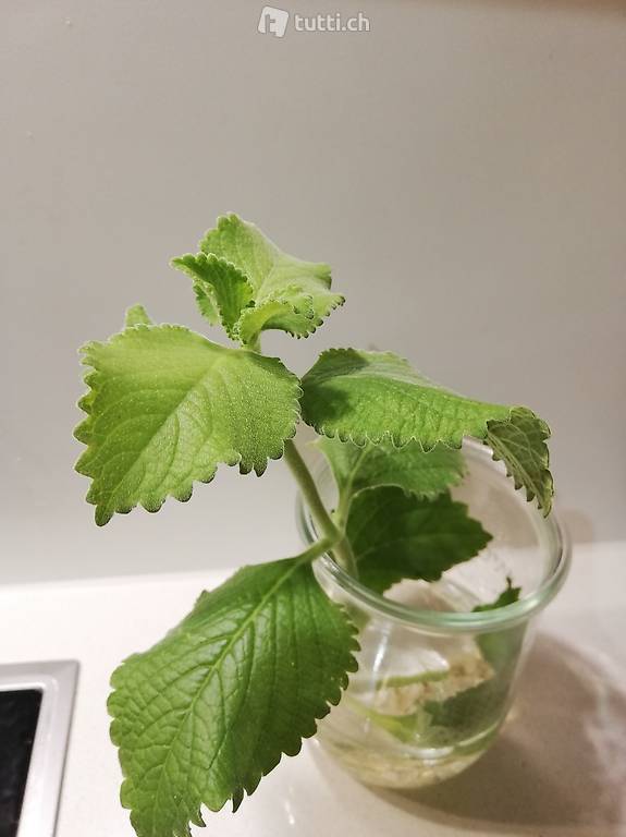 Vielseitiger Jamaica Thymian, Topfpflanze für Gourmets