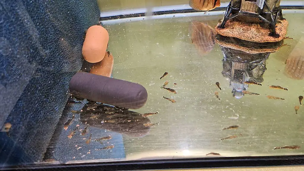 Antennenwelse zu verschenken