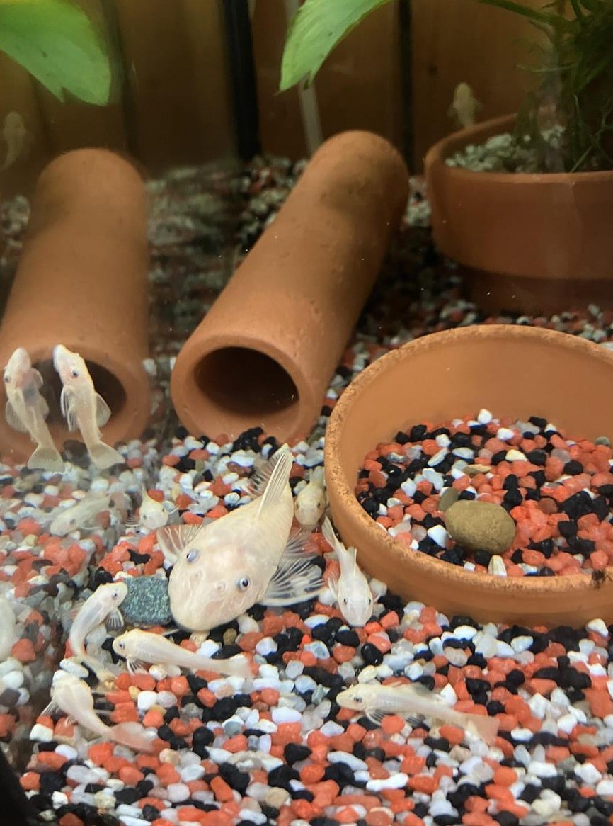 Gold Antennenwelse abzugeben