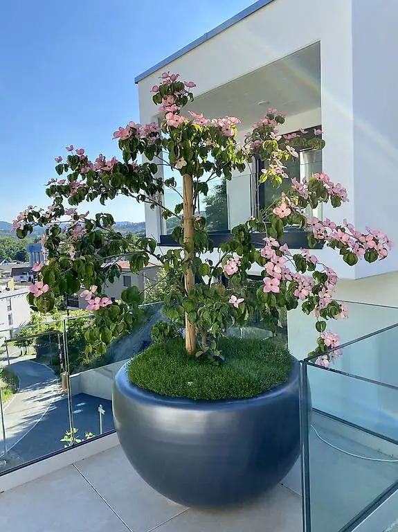 Pflanztopf Pflanzgefäss Metallico "Elena"