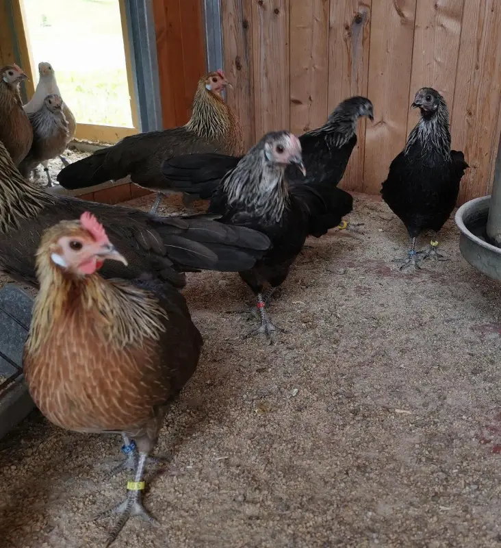 Poules et coqs Naines Allemandes à vendre