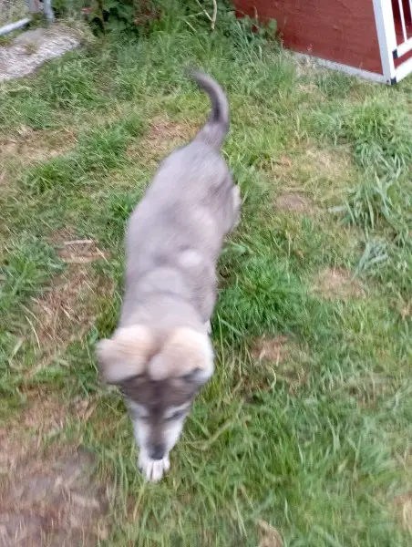 Sibirien Husky x Weiser Schäfer Welpen