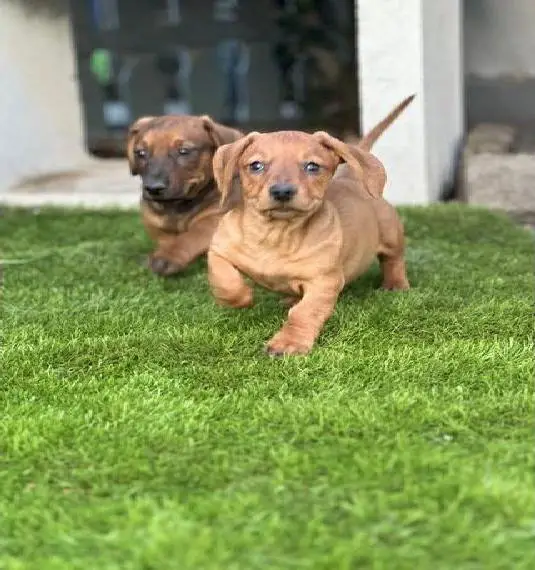 Dackel Welpen zu verkaufen