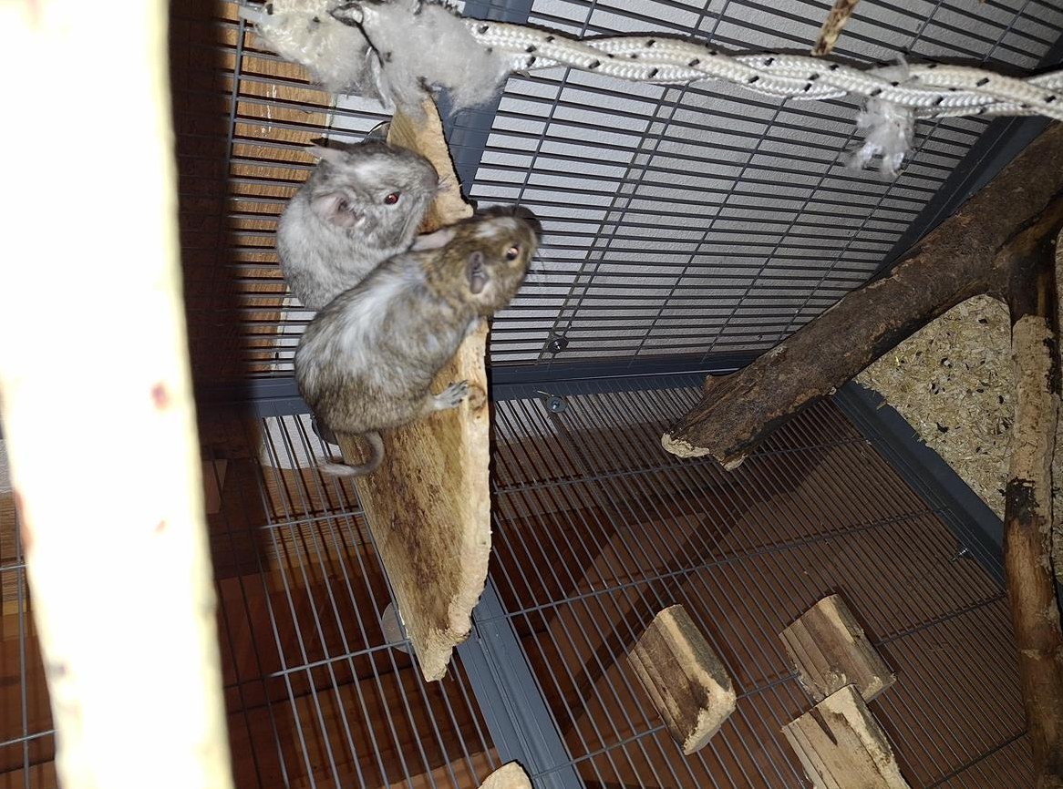 Männliche Degus zu verschenken