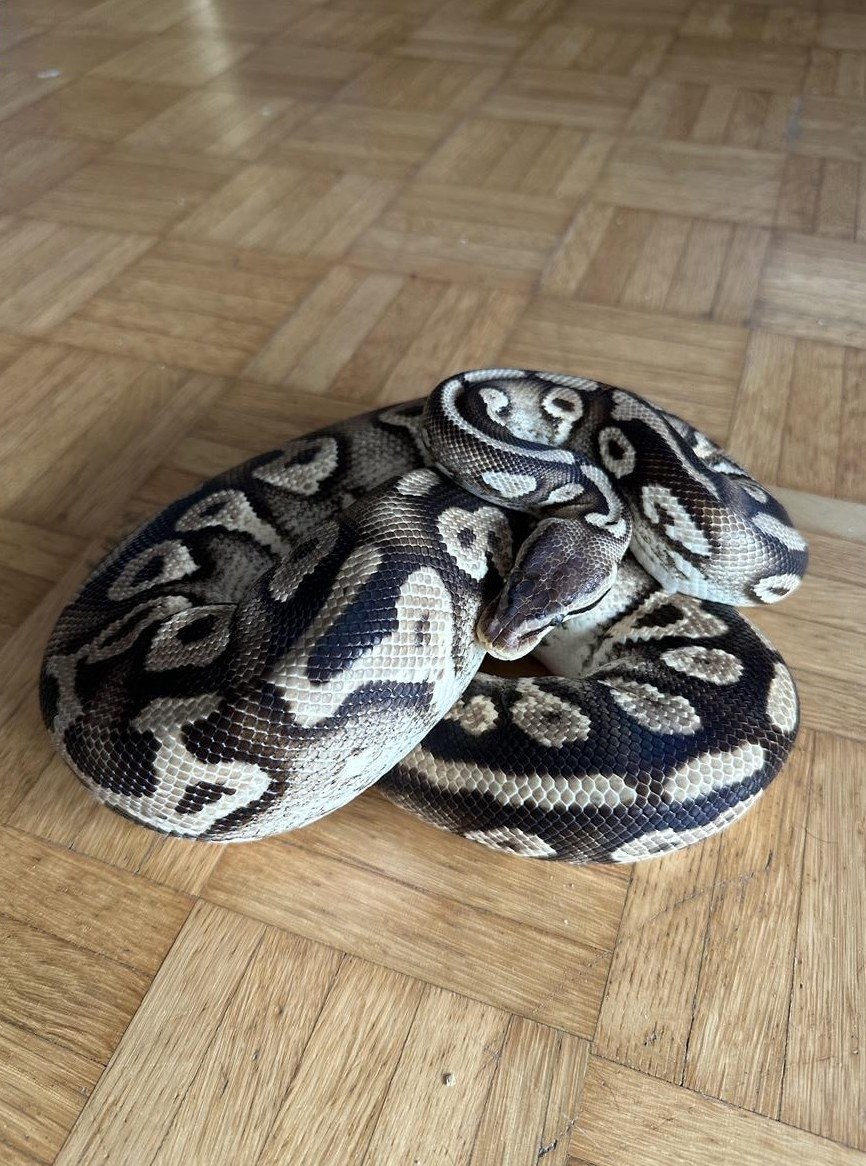 Python regius Pastel Phantom Yellow Belly