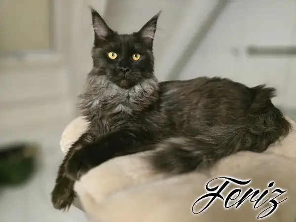 Maine Coon Kitten mit Stammbaum suchen liebevolles Zuhause