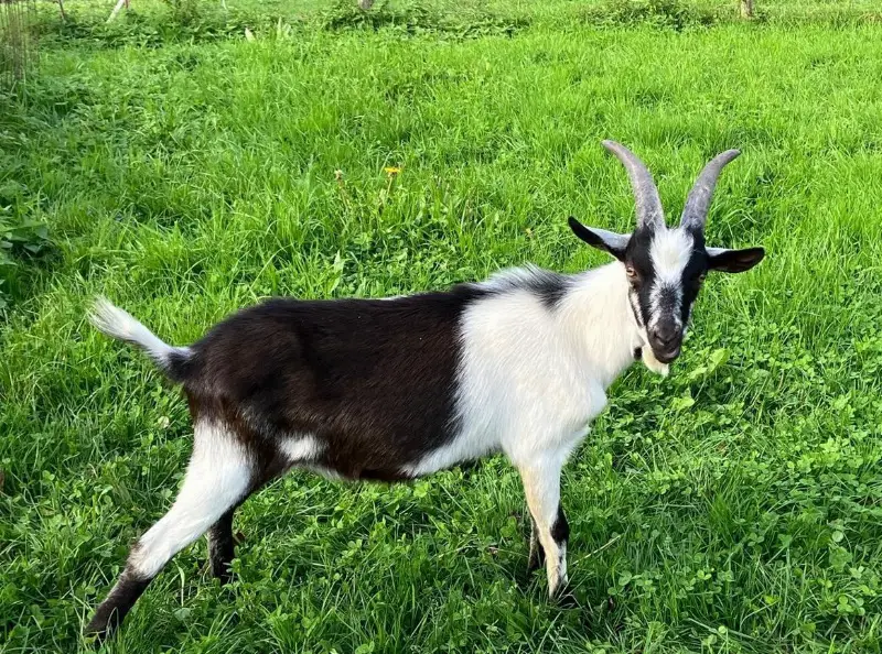 Pfauenziegen Böckli, reinrassig zu verkaufen