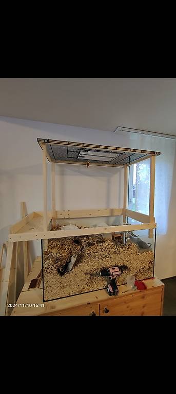 Rennmausgehege/Käfig mit Einstreu usw.