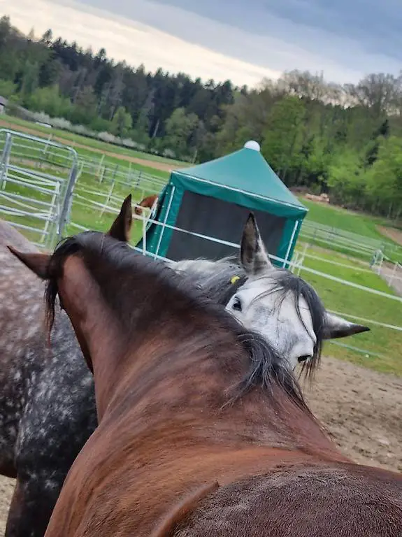 Platz in Offenstall frei