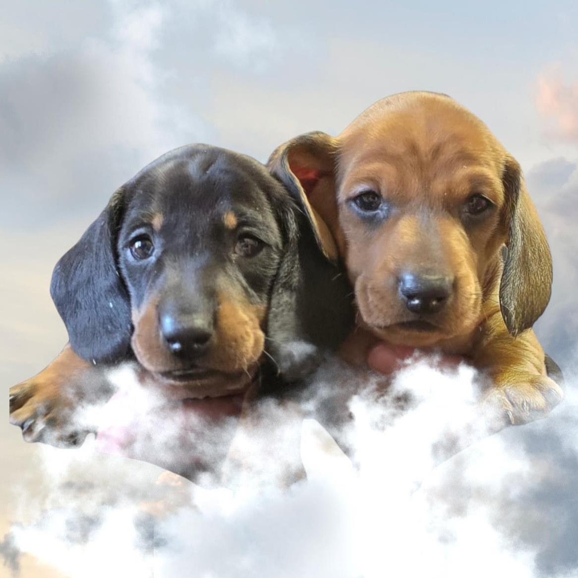 Dackel Welpen Kurzhaar Standard FCI