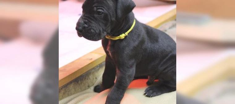 Deutsche Dogge Welpen