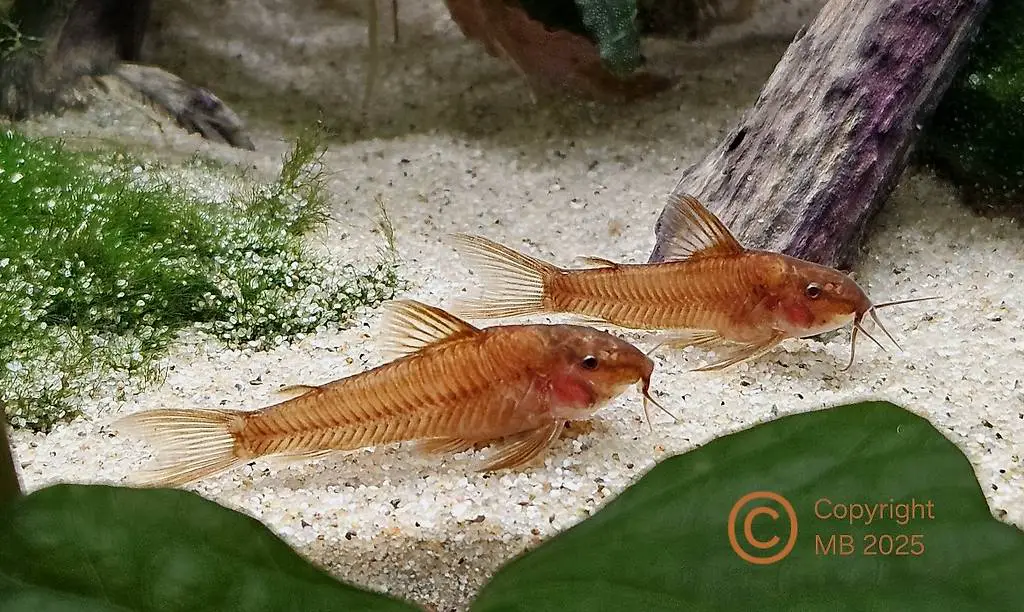 Rostrote Panzerwelse