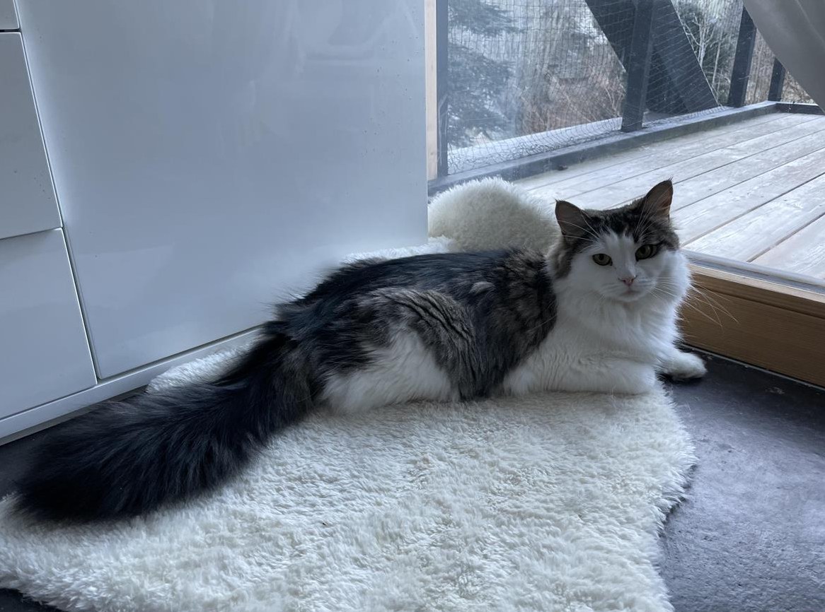 Sibirische Katze, weiblich sucht ihr Zuhause