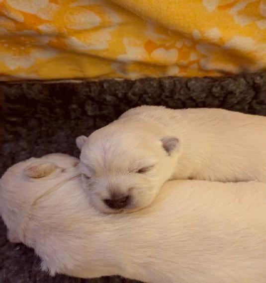 West Highland White Terrier Welpen mit KfT/VDH Papieren