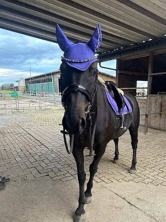 Reitbeteiligung zu vergeben