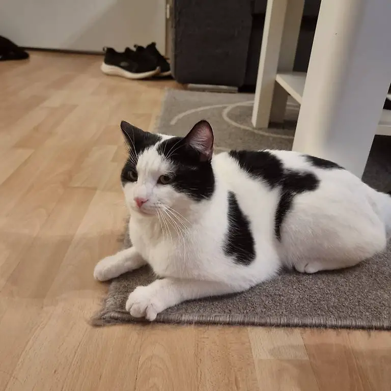 Kater sucht neues Zuhause