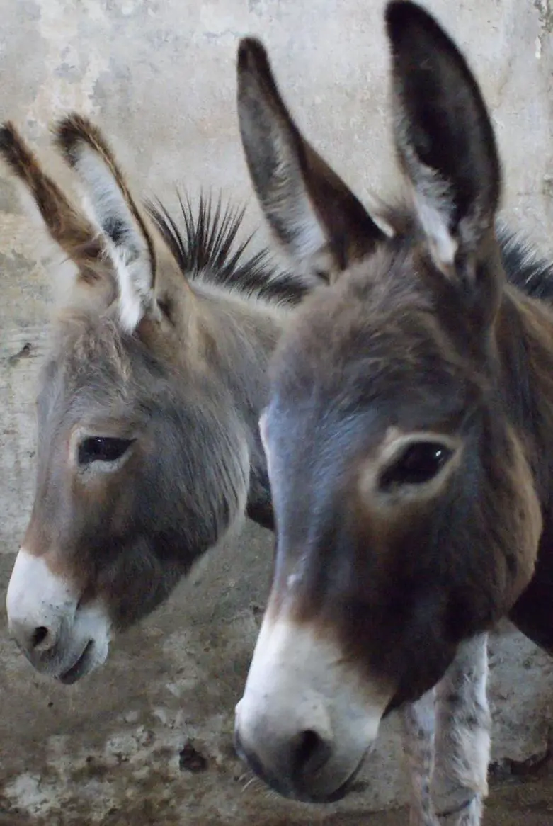 2 junge Zwergesel Stuten zu verkaufen