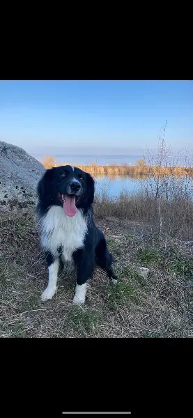 Wurf geplant – Reservierungen ab sofort möglich