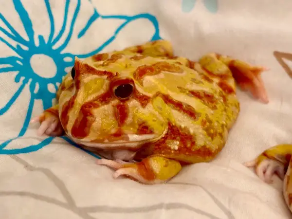 2x Pacman Frosch short body XL adult Ceratophrys Cranwelli