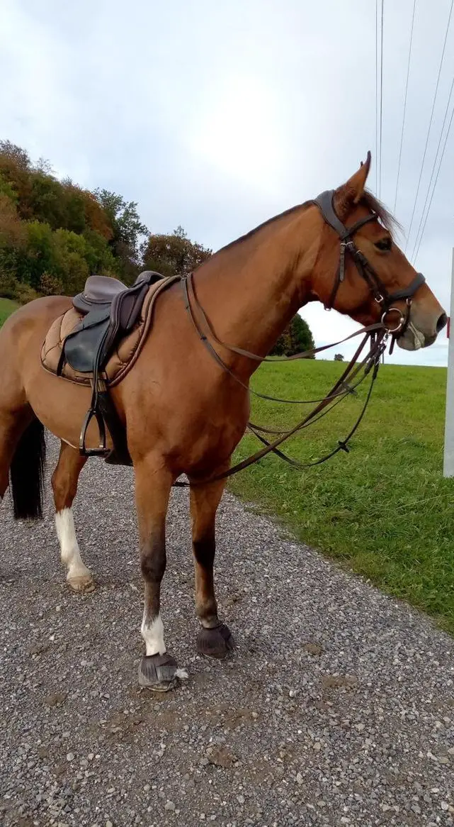 Reitbeteiligung (Pflegebeteiligung) im Aargau