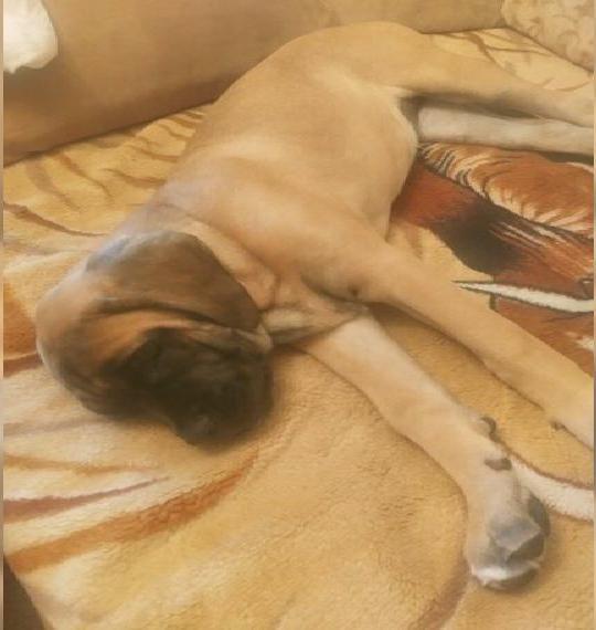 Cane Corso Welpen abgabebereit