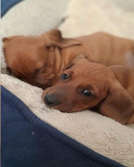 Reinrassige Standard Dackelwelpen