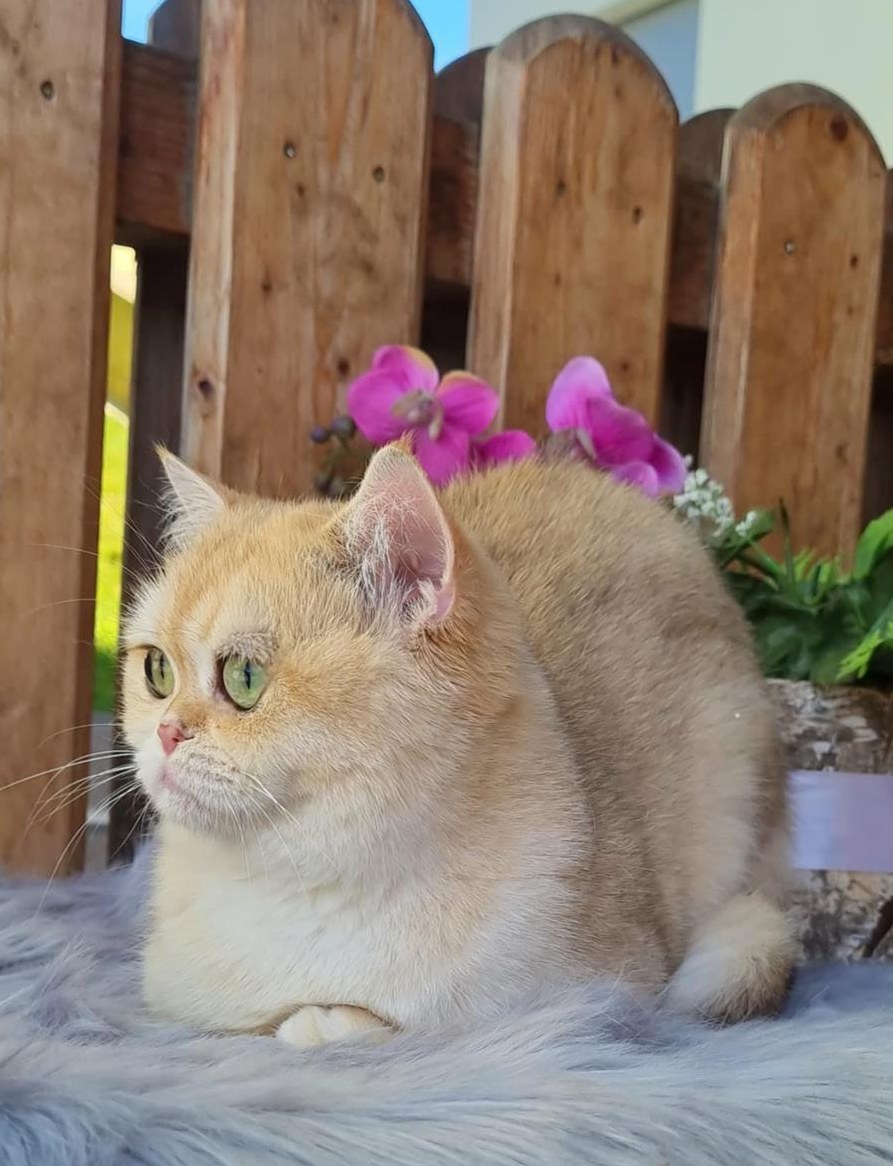 Britisch Kurzhaar Katze mit Stammbaum, Julie