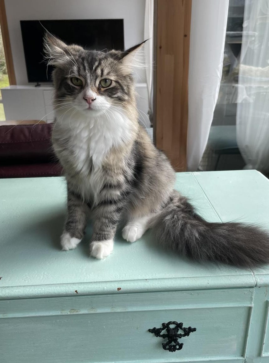 Kleiner Sibirischer Kater sucht Plätzchen