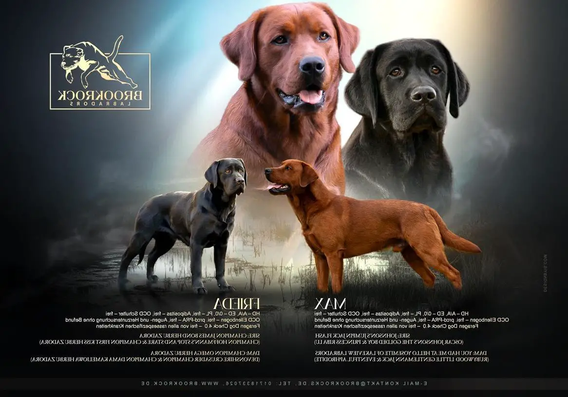 Labrador Retriever Welpen aus Topverpaarung abzugeben