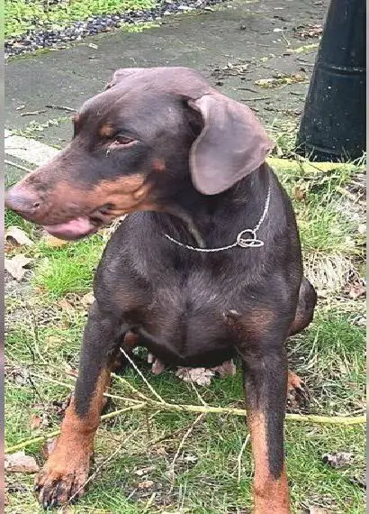 Dobermann Hündin zu verkaufen