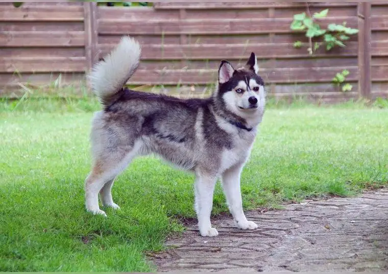 Pomsky F1 Rüde sucht ein neues Zuhause