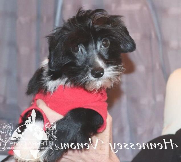 Chinese Crested, Rüden